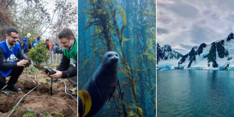 Futuro verde en marcha: acción climática, bosques submarinos y contaminación lumínica en Antártica