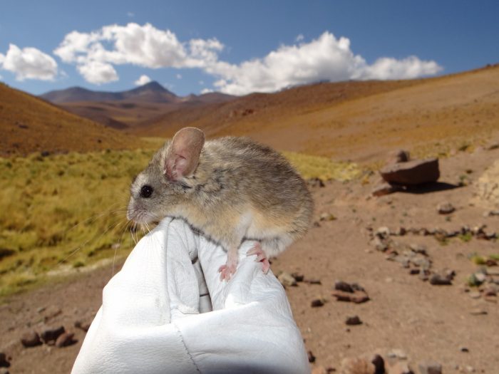 Pequeño roedor de Los Andes evolucionó para sobrevivir a más de 6.700 metros de altura