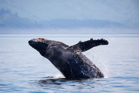 Muerte de ballena jorobada en Antofagasta alerta sobre riesgos del enmalle