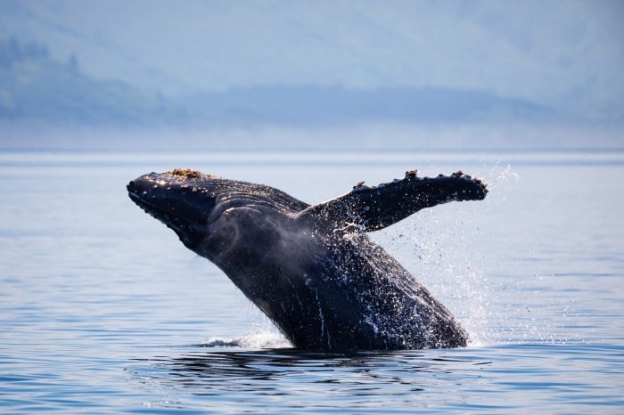 Muerte de ballena jorobada en Antofagasta alerta sobre riesgos del enmalle