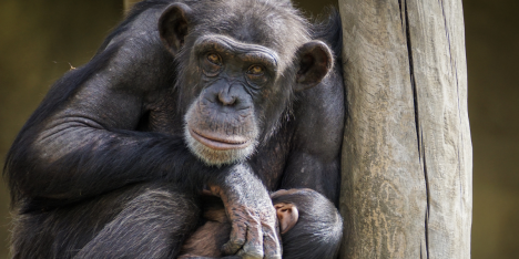 Día Mundial del Chimpancé: el llamado a proteger a una especie amenazada por la acción humana