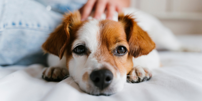 Día del Perro: la importancia de una tenencia responsable para su bienestar
