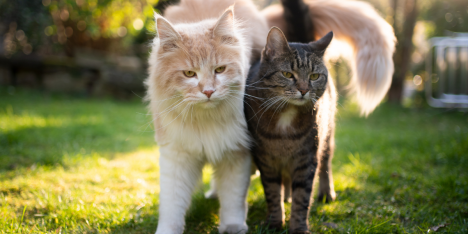 Mes del Gato: por qué agosto invita a reforzar la tenencia responsable y el cuidado