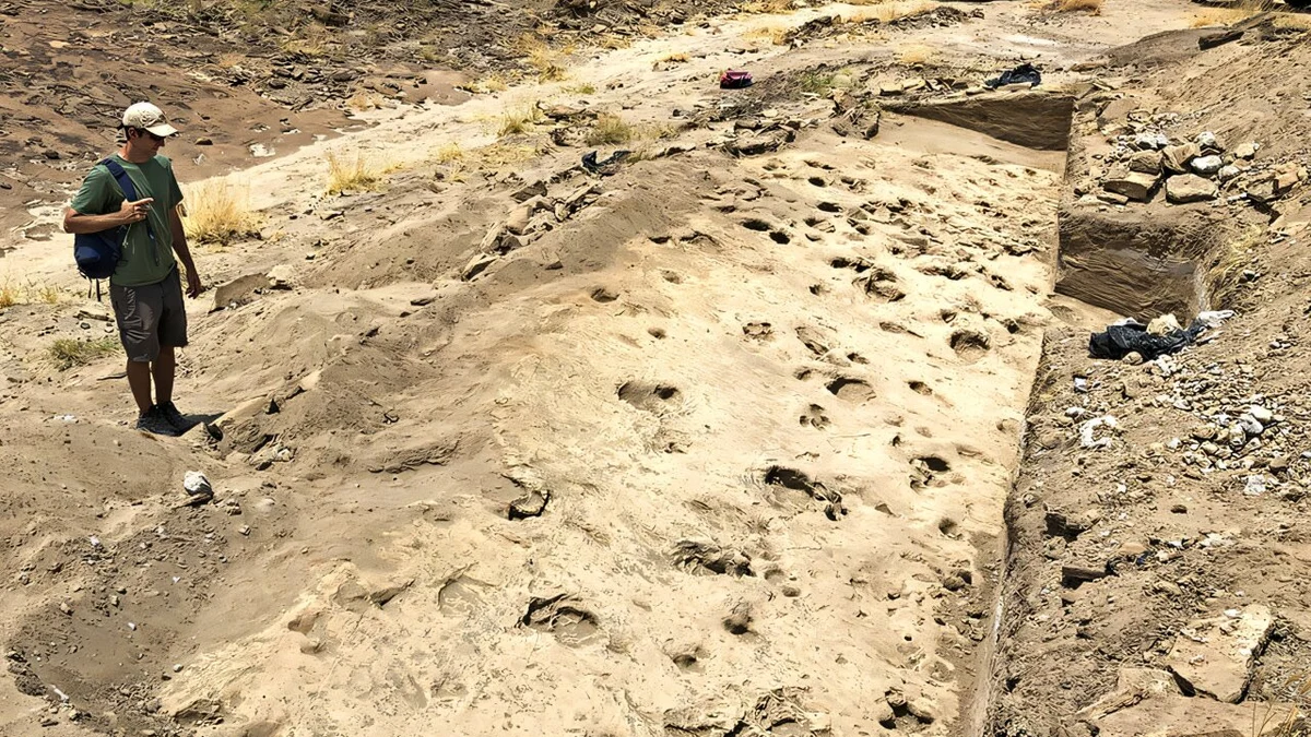 Los parientes de los humanos hace 1,4 millones de años, más grandes de lo que se pensaba