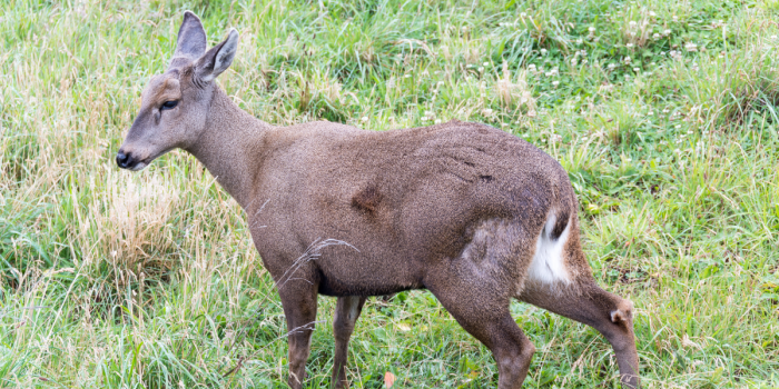 Primer huemul tratado en centro especializado regresa a la vida silvestre