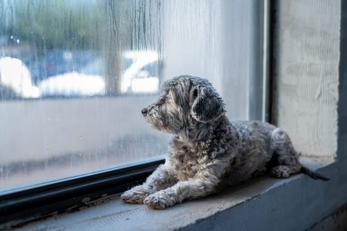 Sistema frontal y mascotas: las medidas para reducir riesgos durante los paseos