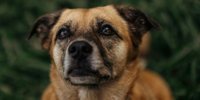 Enfermedades cardíacas en perros: las señales que no deberías atribuir solo a la edad