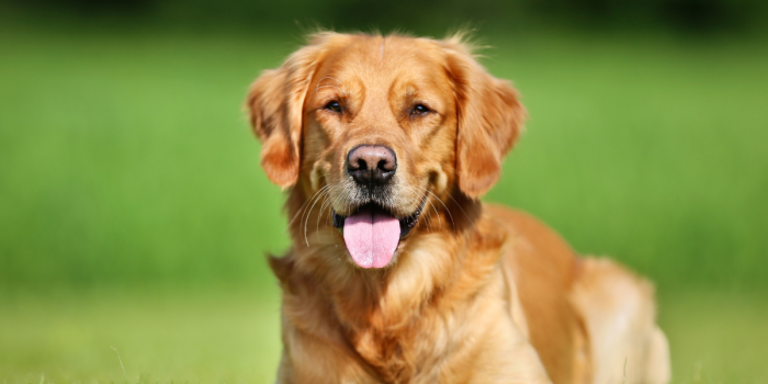 Parásitos en perros: expertos advierten riesgos para las mascotas y la salud de las familias