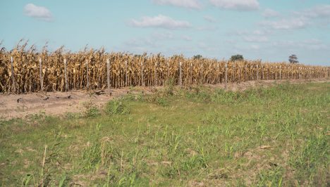 Chile busca recuperar sus suelos con biofertilizantes ante el avance de la degradación