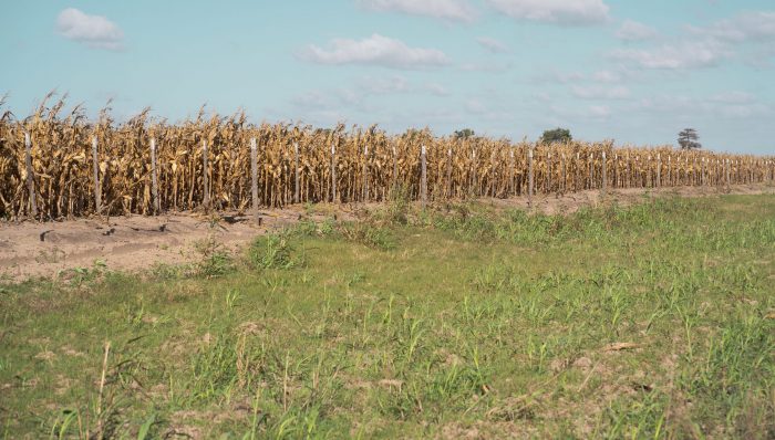 Chile busca recuperar sus suelos con biofertilizantes ante el avance de la degradación
