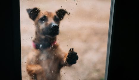 Dejar a una mascota expuesta a la lluvia o al frío: ¿cuáles son las consecuencias legales?
