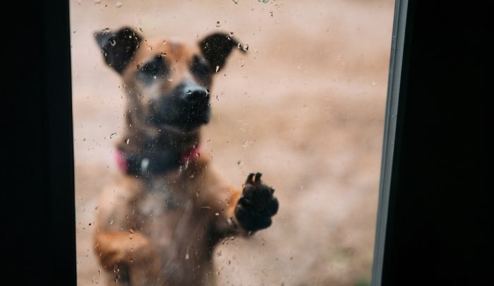 Dejar a una mascota expuesta a la lluvia o al frío: ¿cuáles son las consecuencias legales?