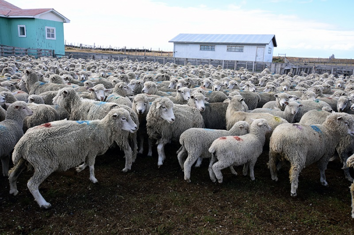 Jauría de perros asilvestrados mató a 43 ovinos en Tierra del Fuego