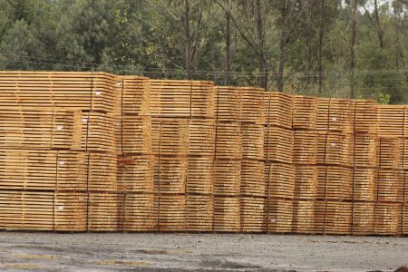 Crisis forestal golpea duro en Biobío
