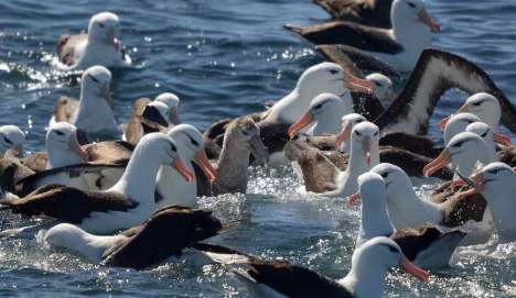 Isla Navarino emerge como nuevo punto de vigilancia de gripe aviar en Chile
