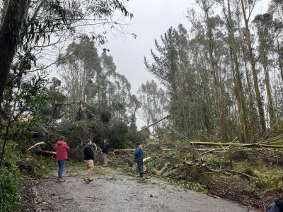 Plantaciones forestales: el enemigo N° 1 del tendido eléctrico