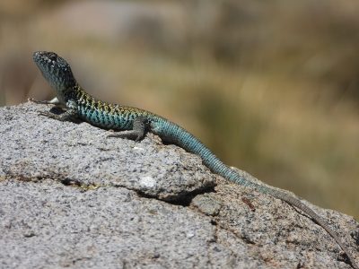 Investigación identifica poblaciones únicas de lagartijas negroverdosas en cumbres cordilleranas