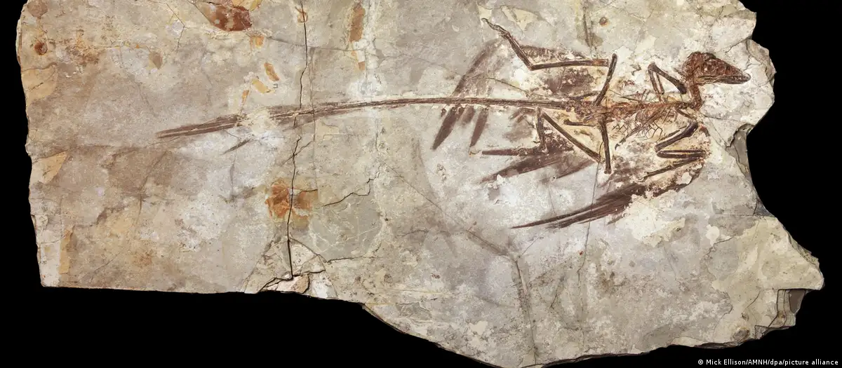 ¿No hubo dinosaurios enanos? La culpa sería de los mamíferos