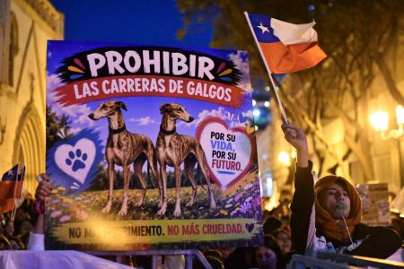 Cámara aprueba proyecto que prohíbe las carreras de galgos: rechazó uno que buscaba regularlas