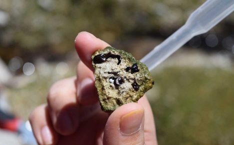 Descubren en Chile posibles nuevas especies de enigmático organismo