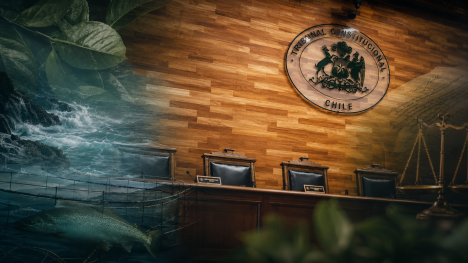 Salmoneras, justicia y Escazú: el nudo ambiental de la ley miscelánea que llega al TC