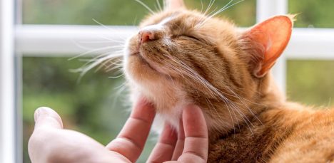 Día Internacional del Gato, el bienestar también puede ronronear