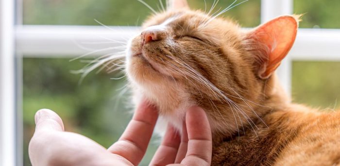 Día Internacional del Gato, el bienestar también puede ronronear