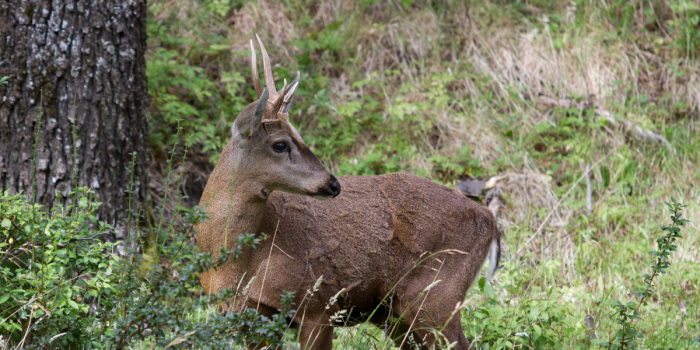 Huemul: proteger un símbolo nacional es conservar nuestros ecosistemas