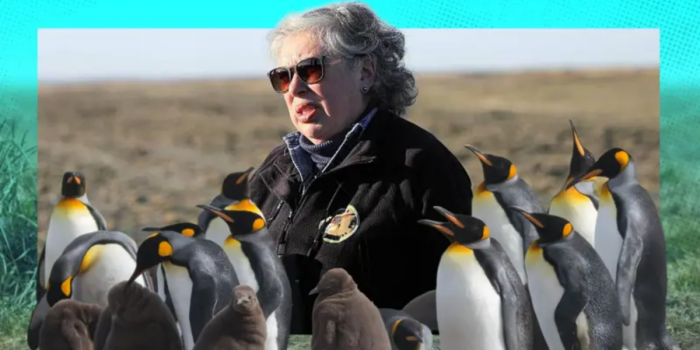 Maestra de preescolar lo dejó todo y se convirtió en guardiana de 200 pingüinos rey en sur de Chile