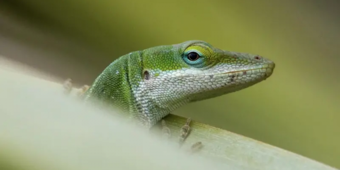 Evolución extrema: los animales que se transforman a gran velocidad para sobrevivir