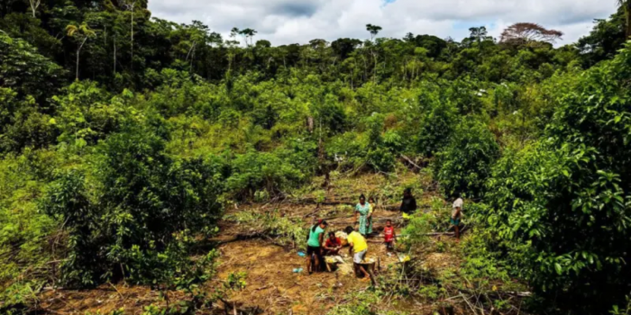 Chagras: las “granjas” de la selva tropical que desafían la agricultura moderna