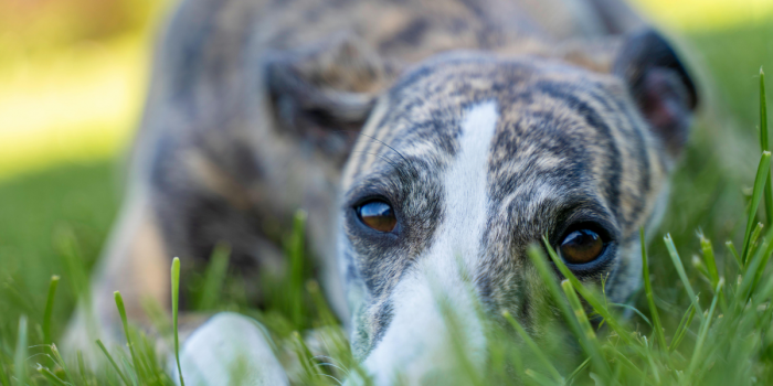 Proyecto para prohibir las carreras de galgos queda fuera de la discusión en la Cámara