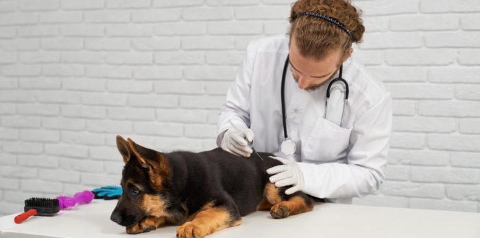 Enfermedades transmitidas por vectores y perros importados