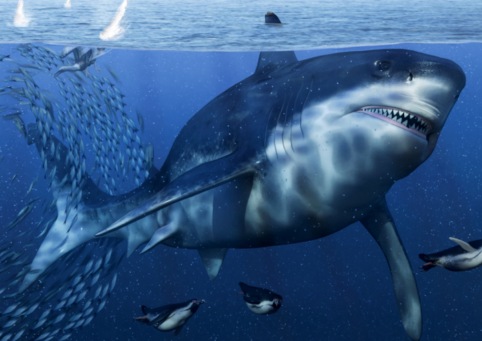 "Ingenieros gigantes": revelan cómo seres marinos transformaron océanos durante 500 millones de años