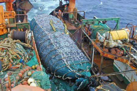 Descarte ilegal en la pesca industrial chilena: buque Unzen lanzó miles de ejemplares de merluza