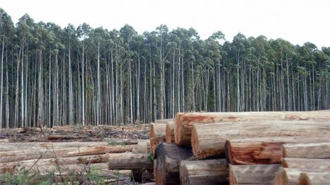 Crecimiento versus biodiversidad: la falsa disyuntiva que condiciona el futuro de Chile