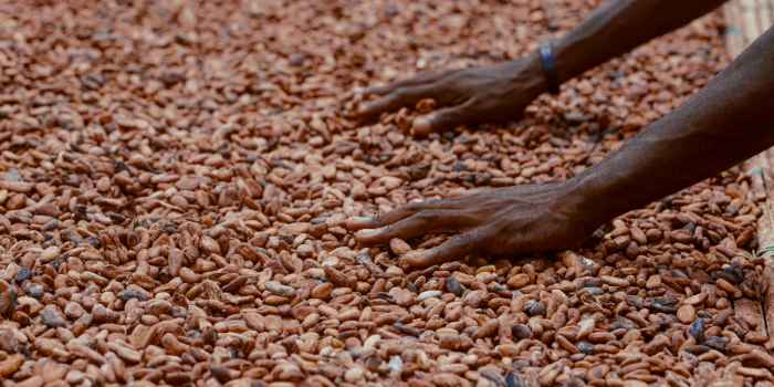 Belém invita a descubrir la Amazonía a través del cacao y el chocolate artesanal