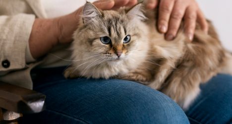 Voluntariado en Grecia 2027: cómo postular para cuidar gatos con alojamiento gratis