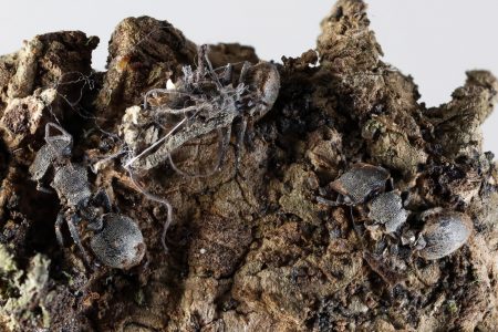 Descubren en México seis “hongos zombis”