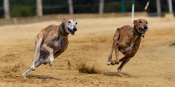 Cámara retomará debate sobre proyecto que busca prohibir las carreras de perros