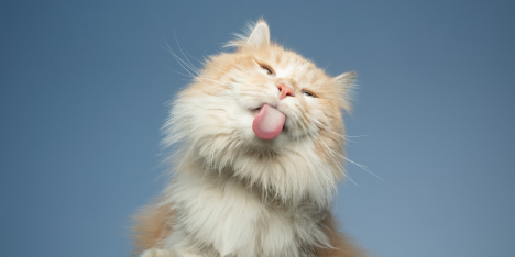 Cinco pilares del cuidado felino que pueden marcar la diferencia en su calidad de vida