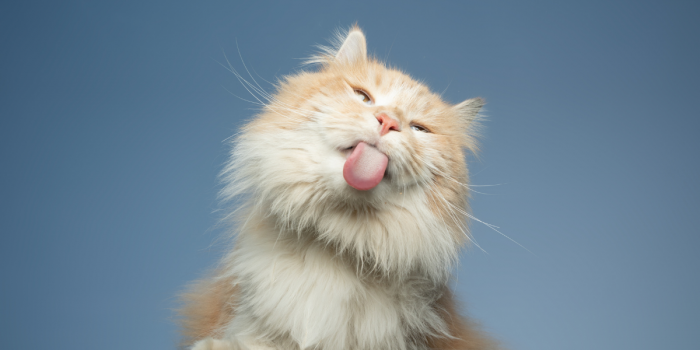 Cinco pilares del cuidado felino que pueden marcar la diferencia en su calidad de vida