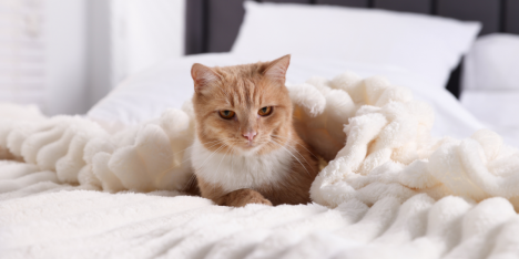 Aunque no salgan de casa: gatos indoor también pueden contraer pulgas y parásitos