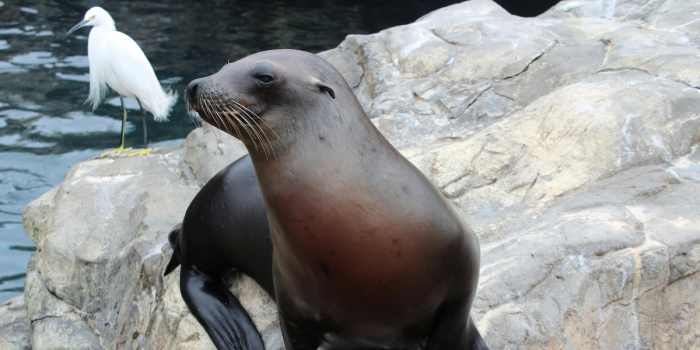 Nueva plataforma busca identificar y monitorear varamientos de fauna marina en Chile