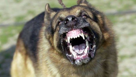 Mujer de 78 años muere tras brutal ataque de perros en vivienda familiar en Quirihue
