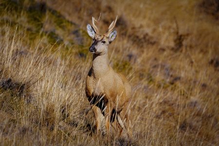 Distraído vuelve a casa: el primer huemul rehabilitado y liberado en Chile