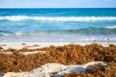Sargazo en playas: cómo la invasión de algas está afectando a los principales destinos turísticos