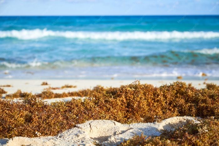 Sargazo en playas: cómo la invasión de algas está afectando a los principales destinos turísticos