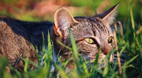 Gatos asilvestrados, el depredador silencioso de Robinson Crusoe