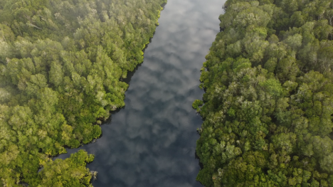 El bosque que aprendió a vivir bajo el agua, pero podría desaparecer por lo que ocurre en tierra